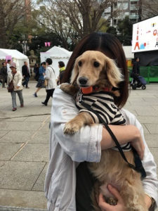お花見